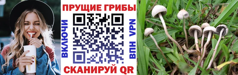 Псилоцибиновые грибы MAGIC MUSHROOMS Онега